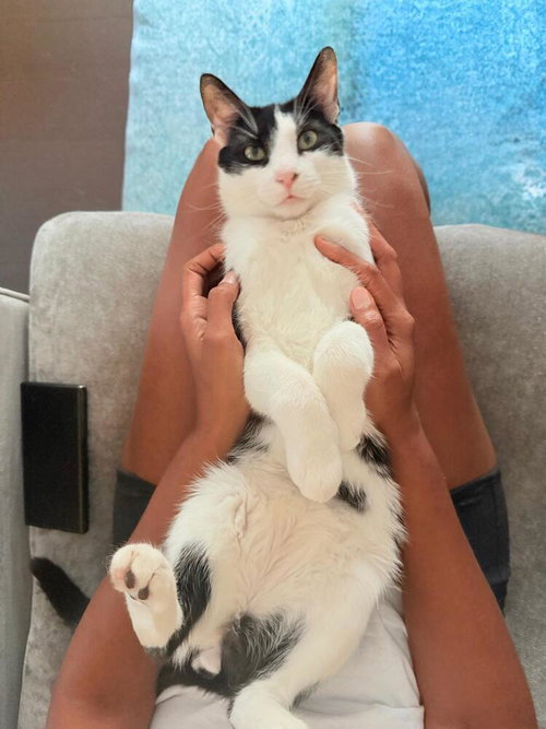 Romeow, a cat for adoption from Forever Fortunate Felines
