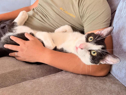 Photo 3 of Romeow