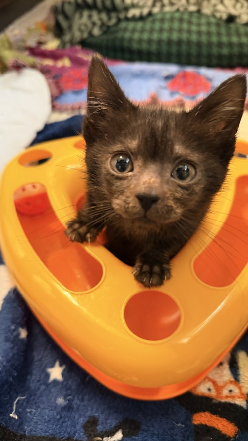 picture of the cat needing adoption