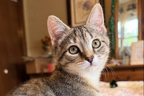 Water Lily (Sock Hop), a cat for adoption from Forever Fortunate Felines