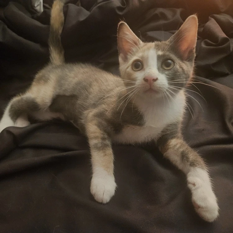 Ayla