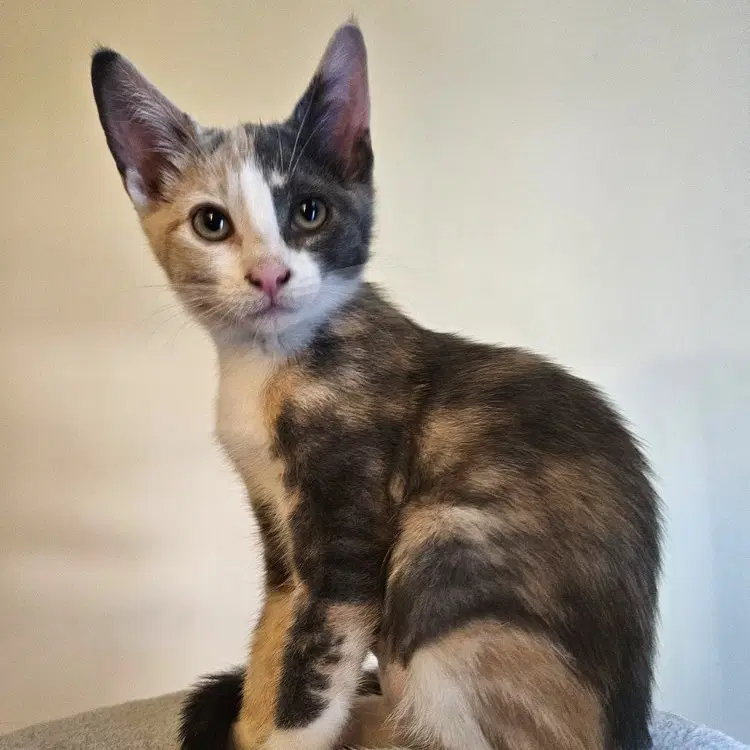 Ayla image 2