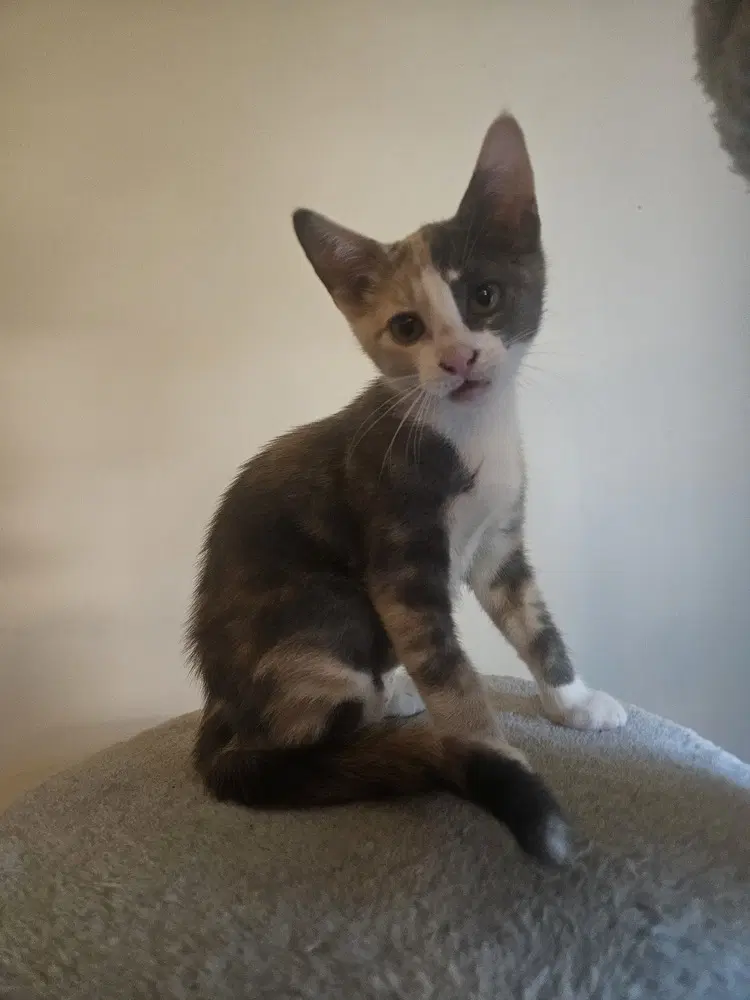Ayla image 4