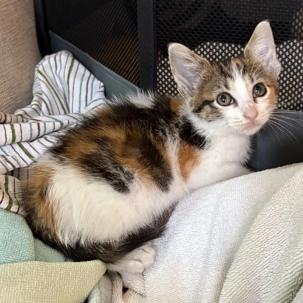 Brioche - Domestic Short Hair