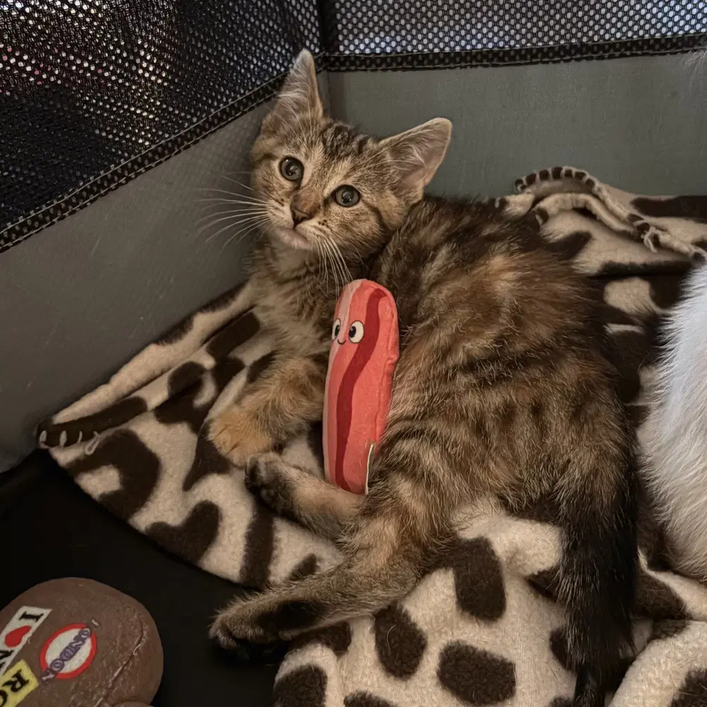 Bacon - Domestic Short Hair