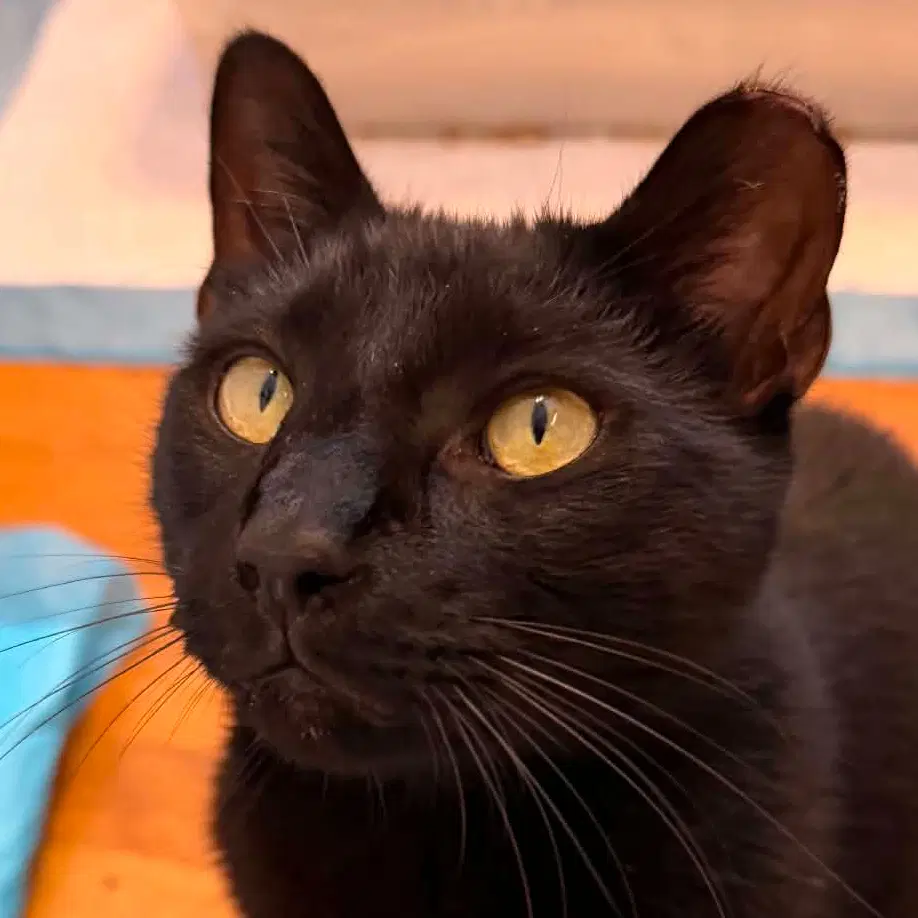 Olive - Domestic Short Hair