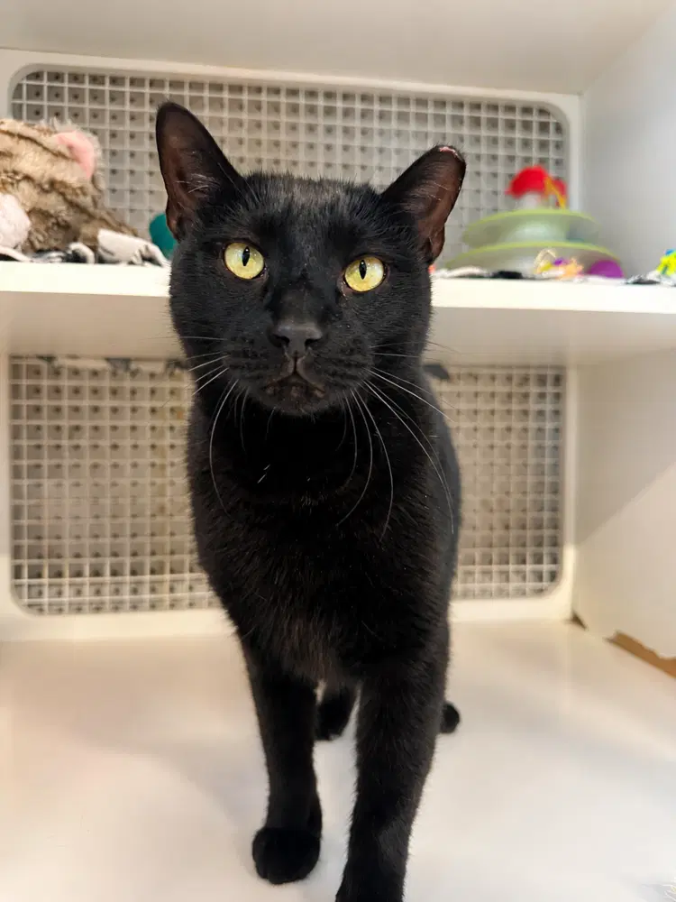 Olive - Domestic Short Hair