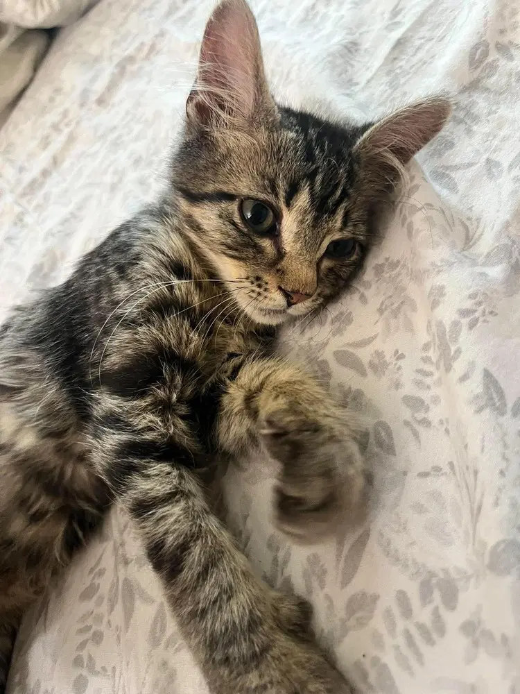 Seneca - Domestic Short Hair