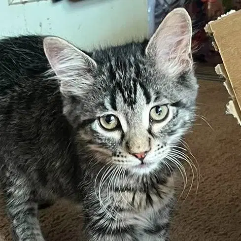 Marcus - Domestic Short Hair