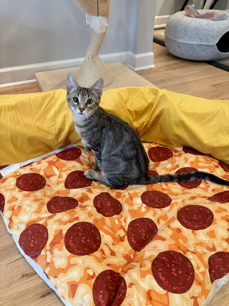 Deep Dish Pizza image 2