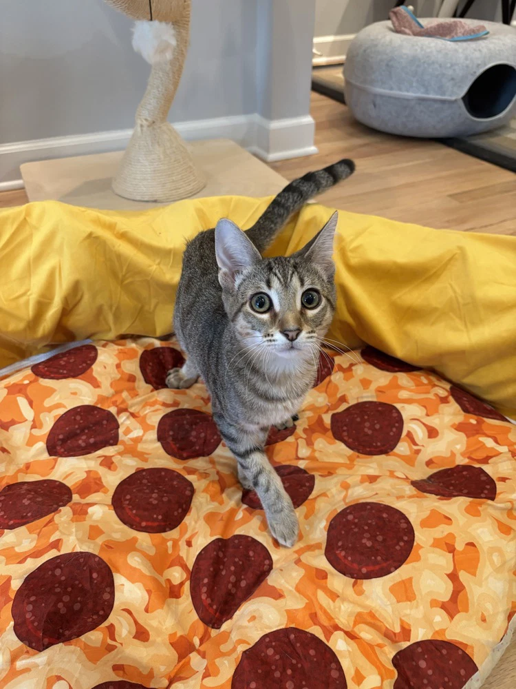 Panzerotti