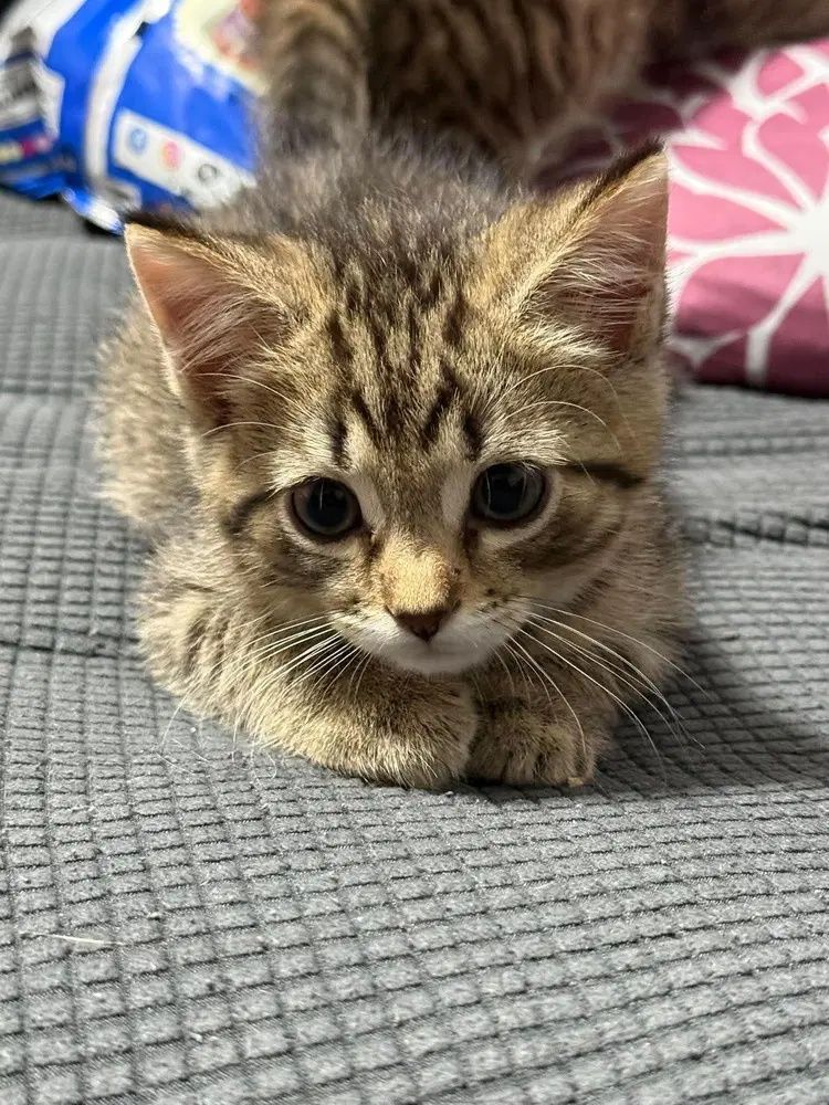 Apollo - Domestic Medium Hair