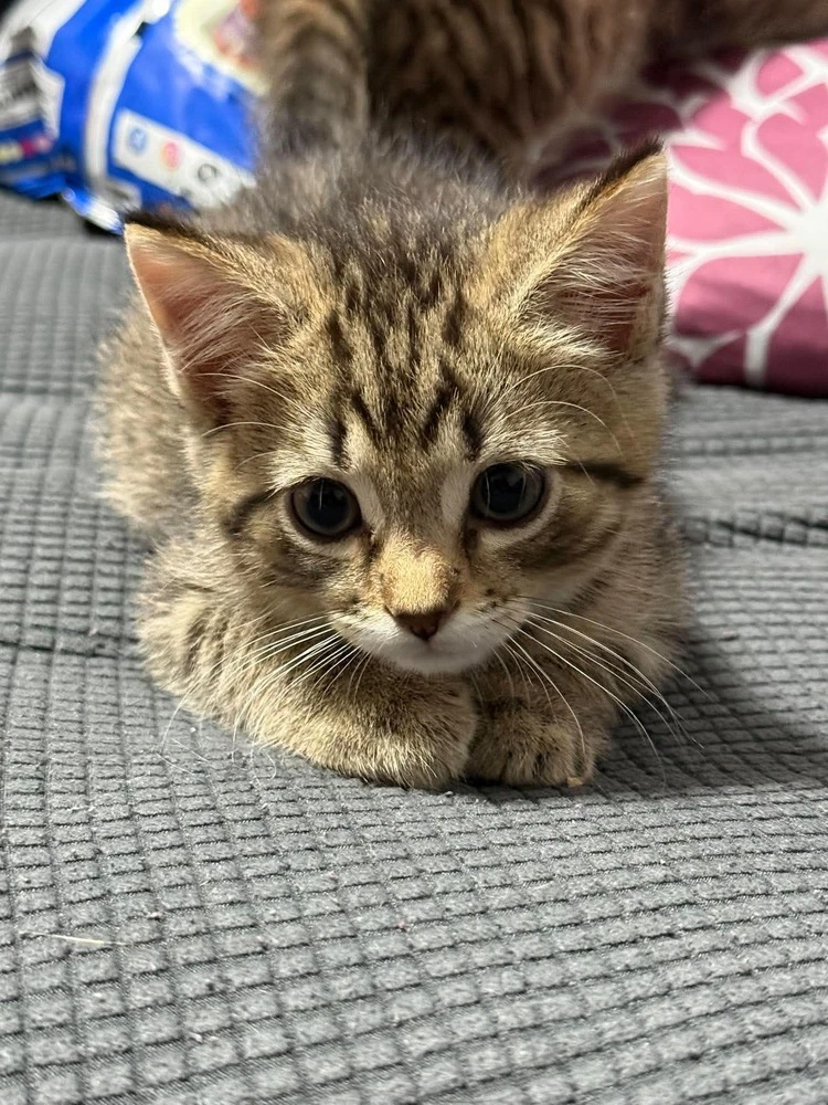 Apollo