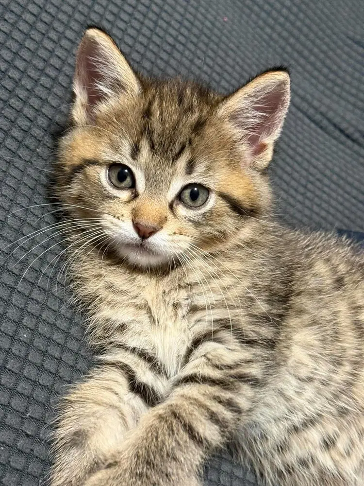 Artemis - Domestic Medium Hair