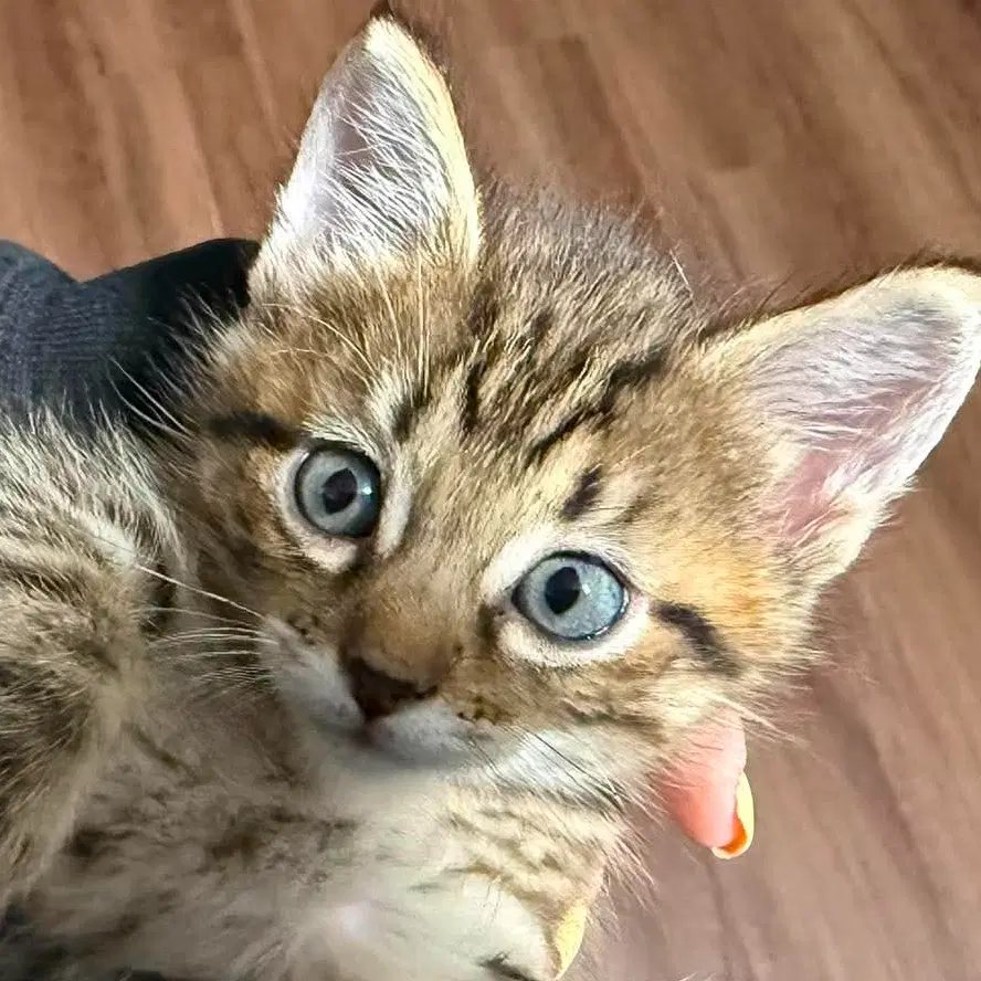 Odysseus - Domestic Medium Hair