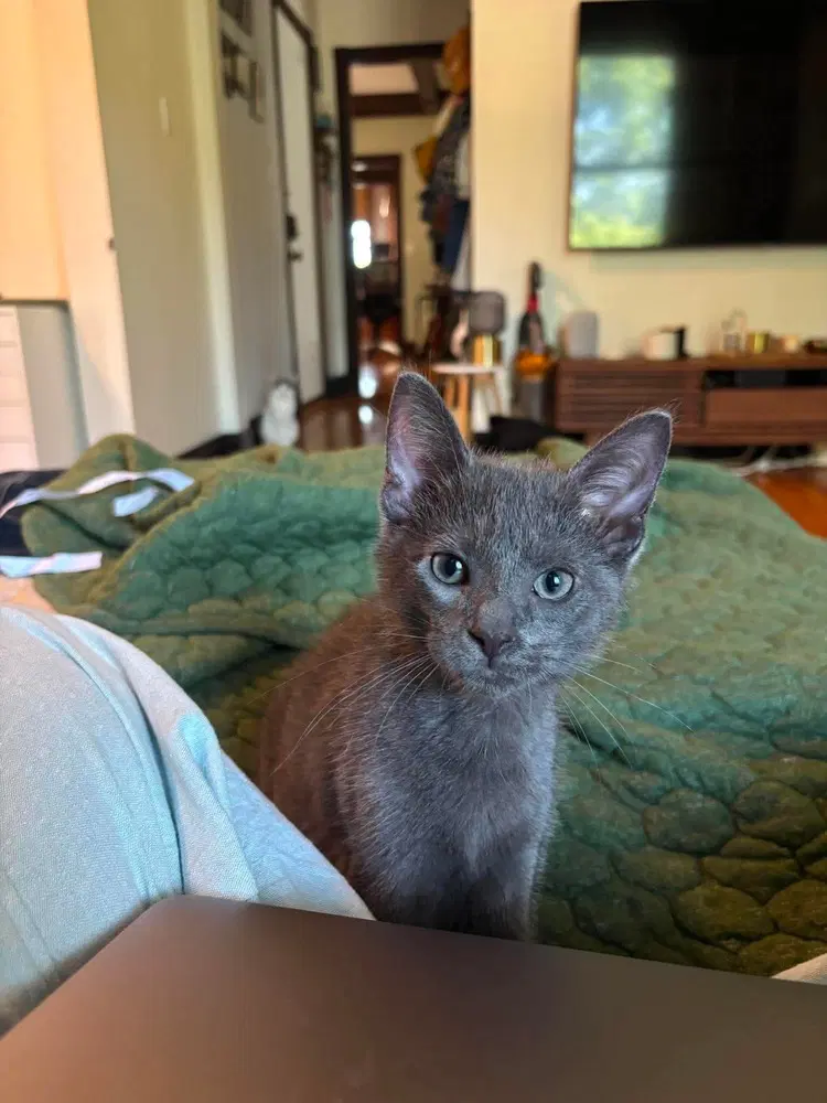 Finn - Domestic Short Hair