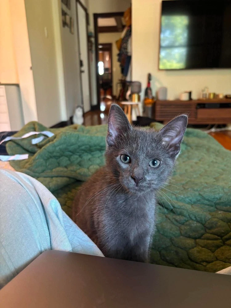 Finn