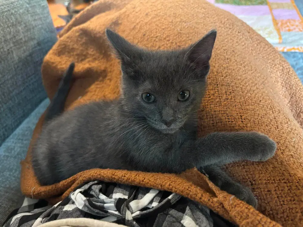 Finn image 2