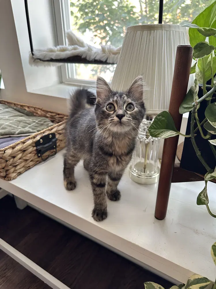 Zsa Zsa - Maine Coon