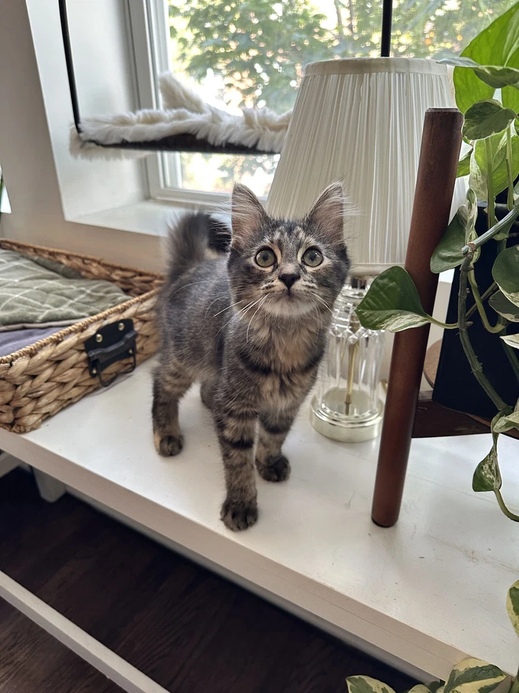 Zsa Zsa