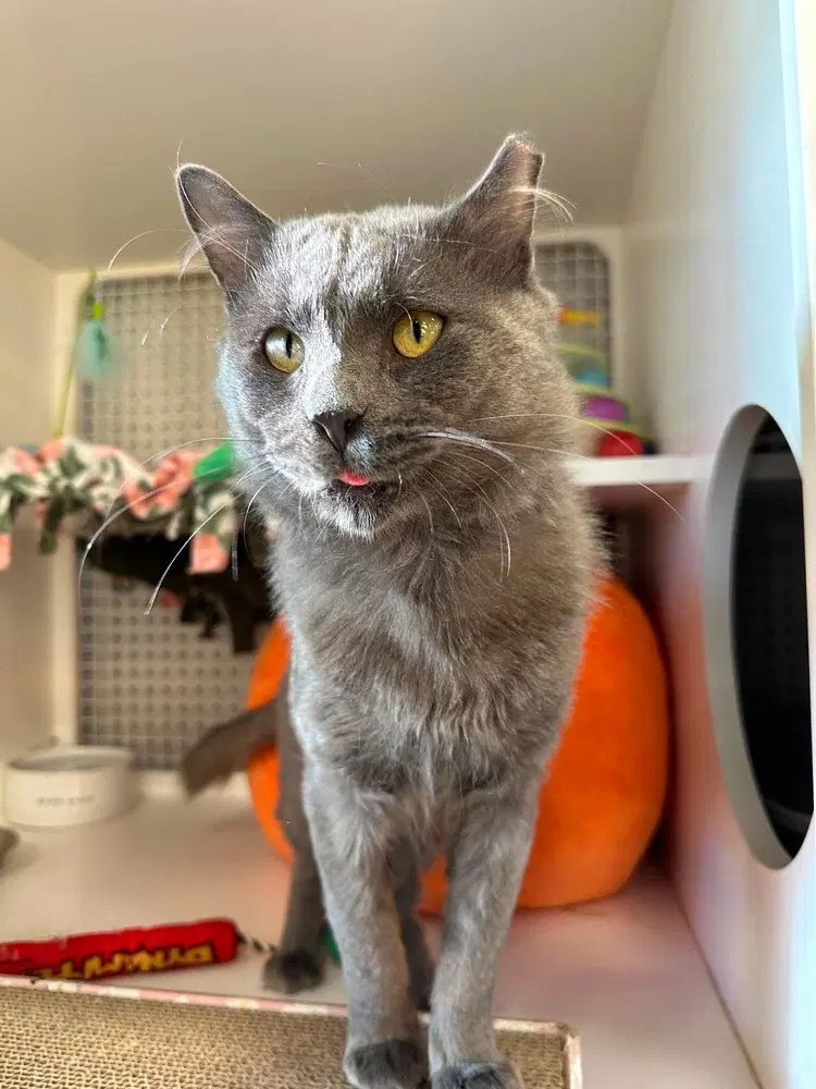 Brody - Siberian