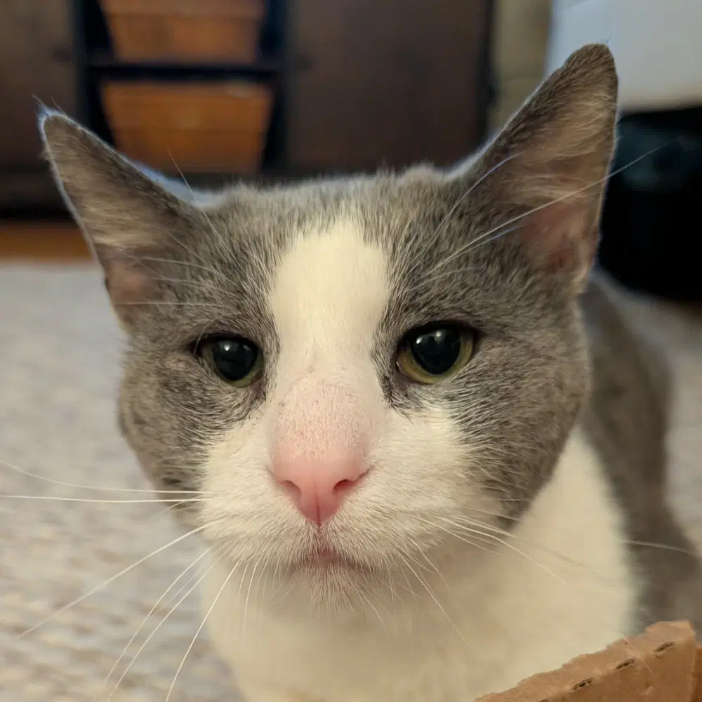 Horatio Berloiz - Domestic Short Hair