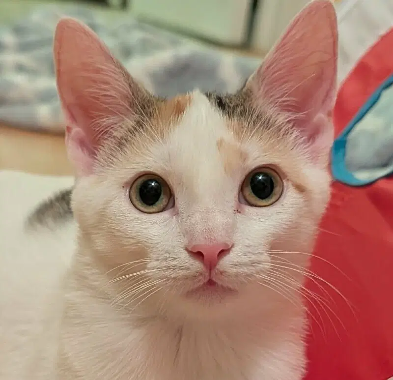 Howdi - Domestic Short Hair