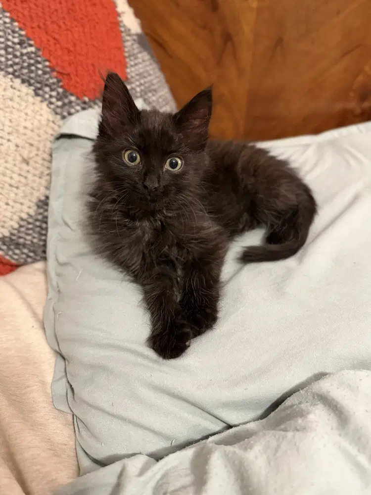 Blake - Domestic Medium Hair