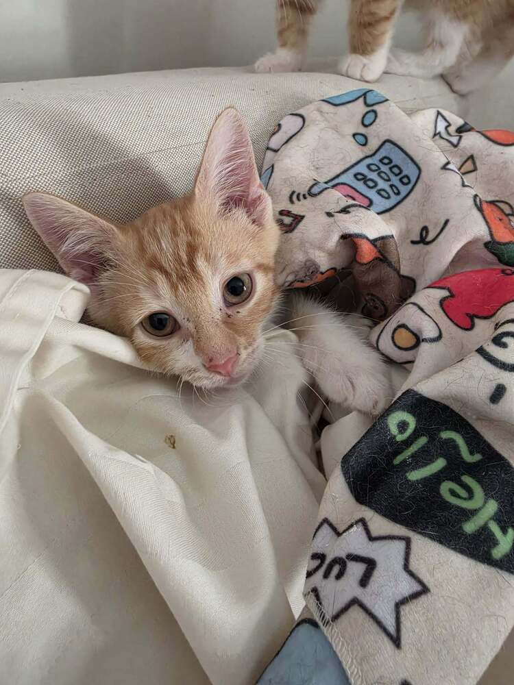 Declan - Domestic Short Hair