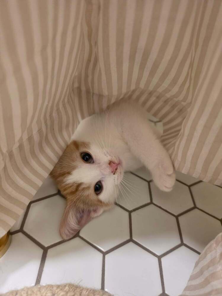 Finn