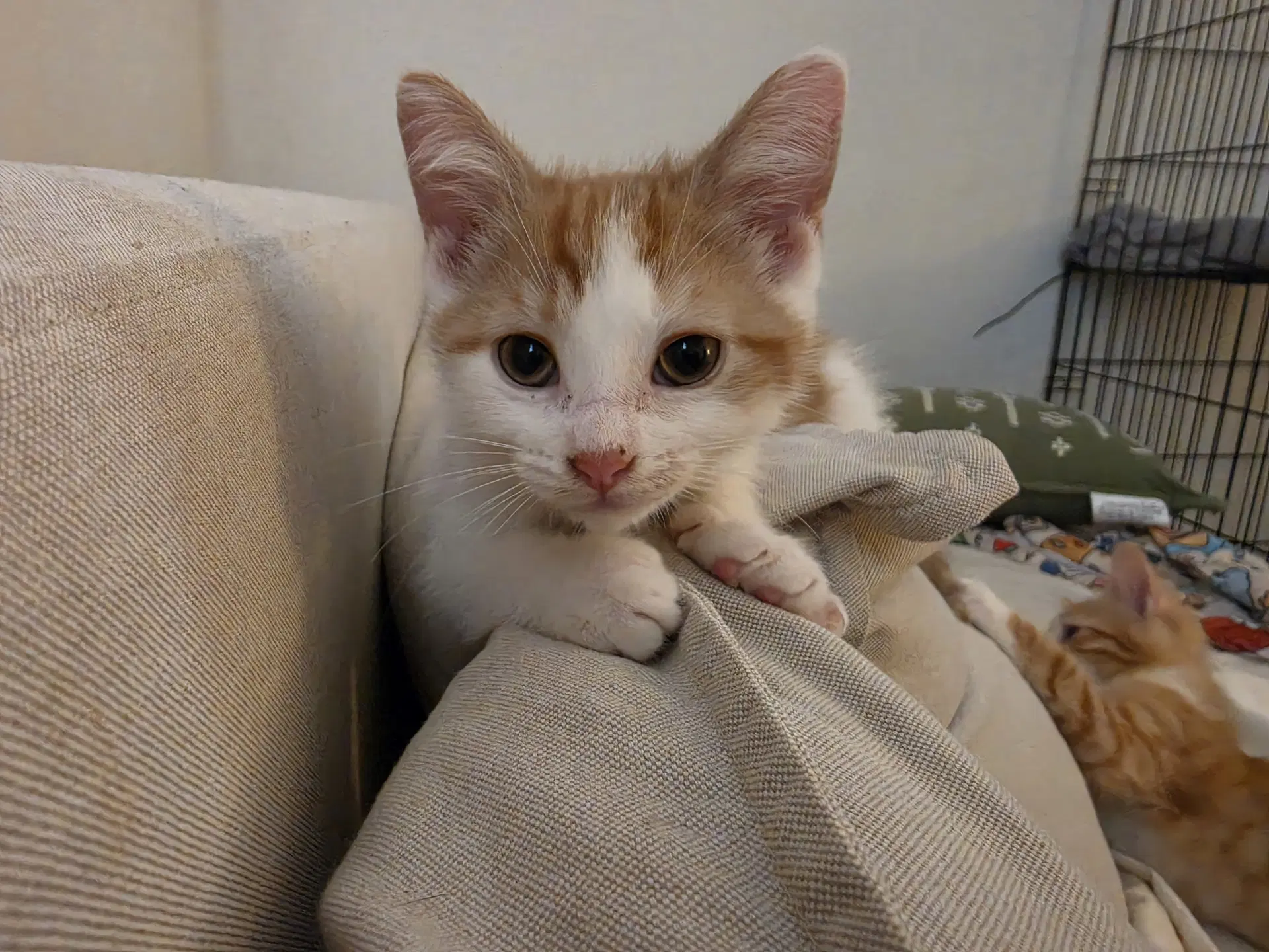 Finn image 2