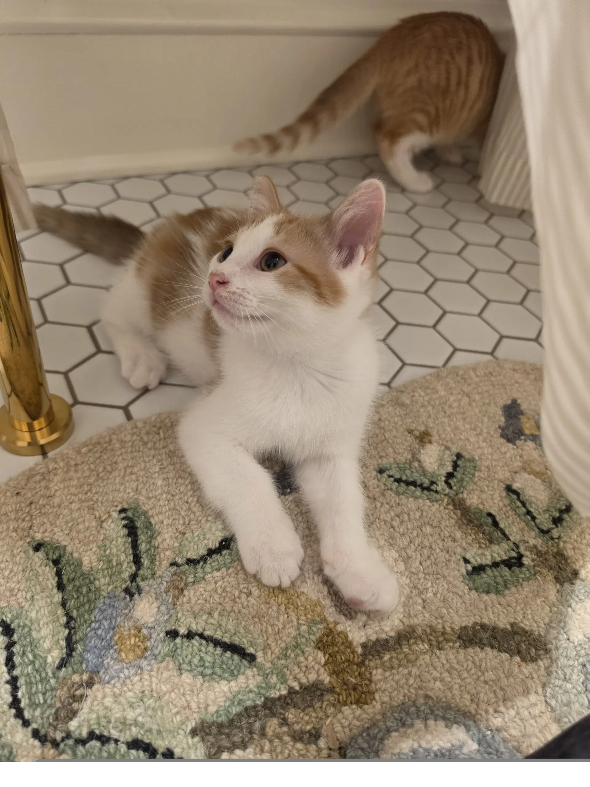 Finn image 3