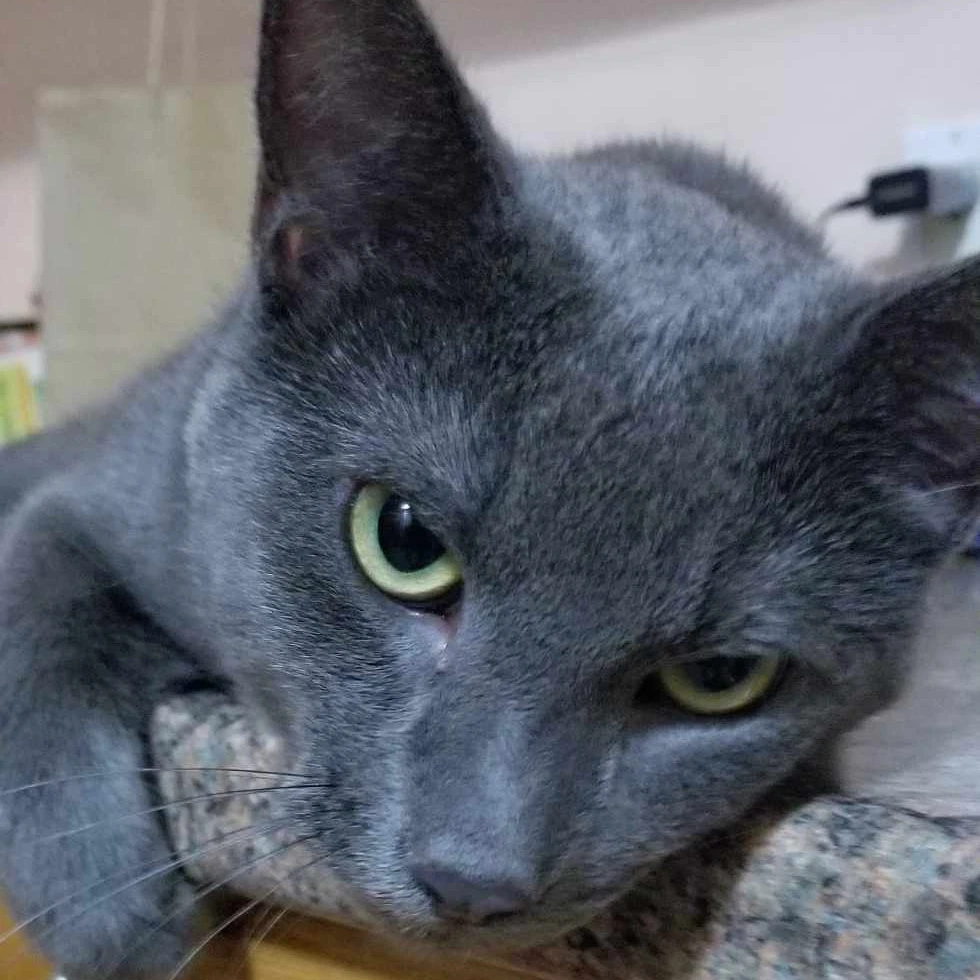 Grey