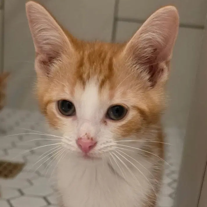 Liam - Domestic Short Hair