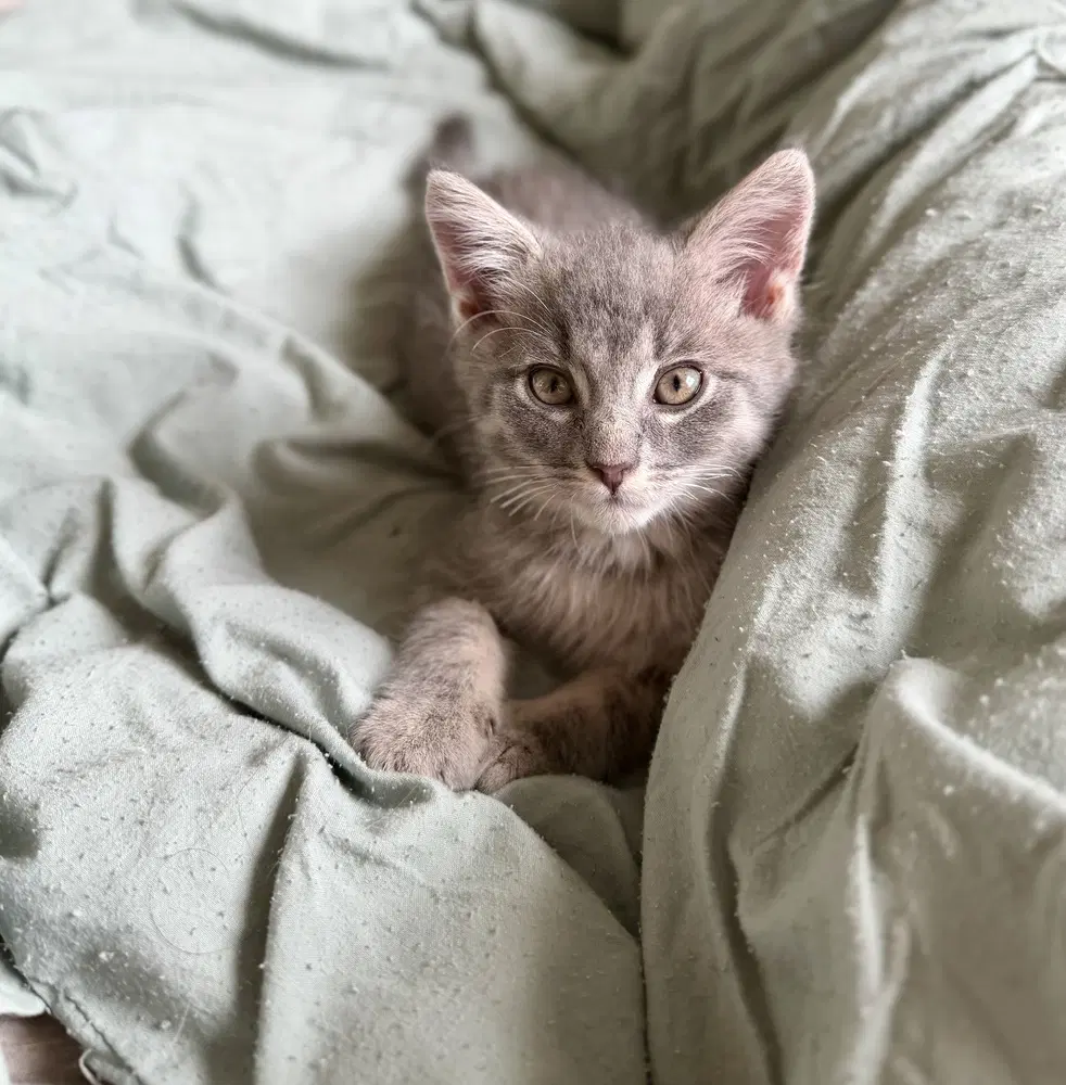 Bonito Bonnie - Domestic Short Hair