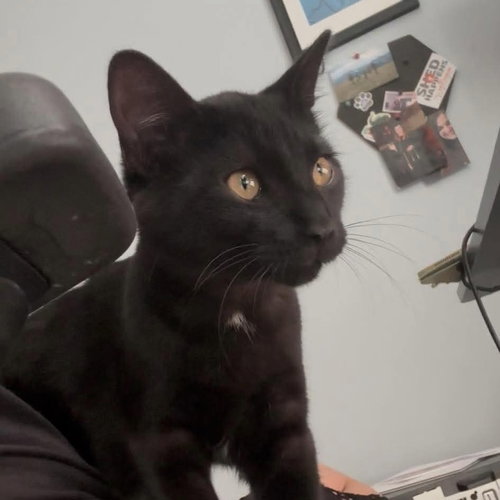 Pine, a cat for adoption from Forever Fortunate Felines
