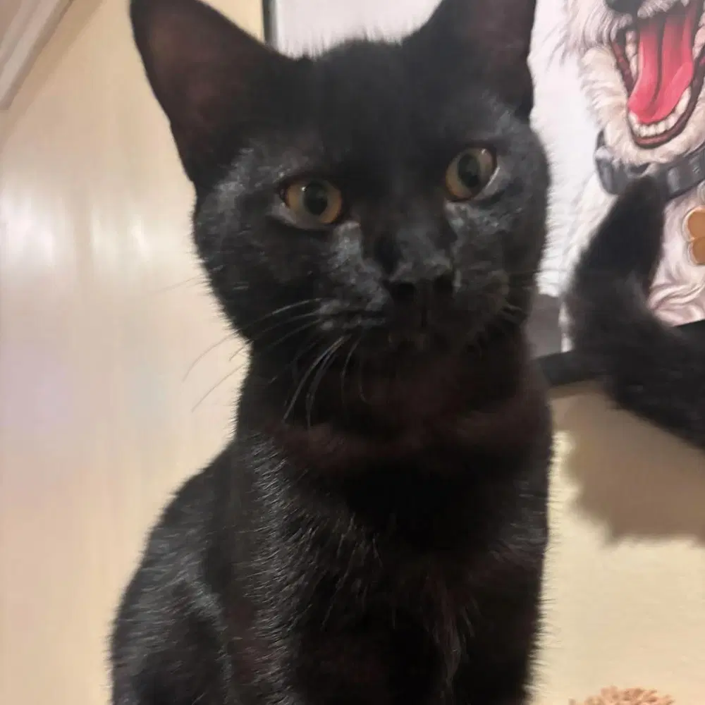 Wave - Domestic Short Hair