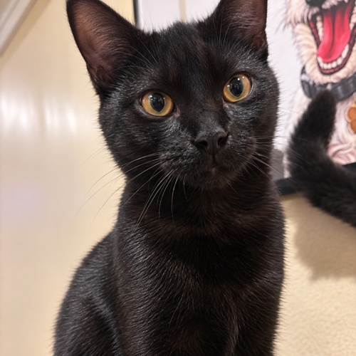 Wave, a cat for adoption from Forever Fortunate Felines