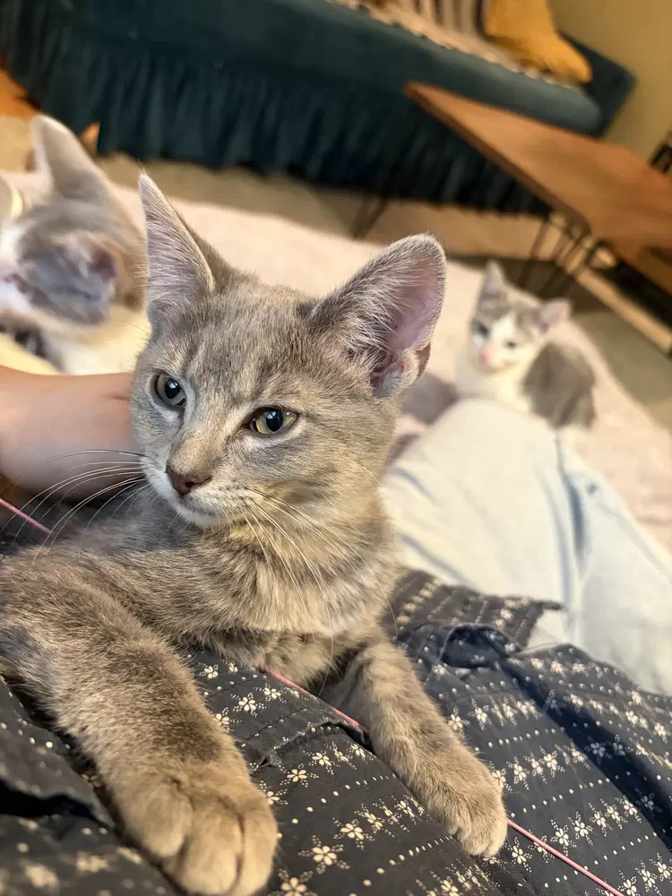 Sekoto - Domestic Short Hair