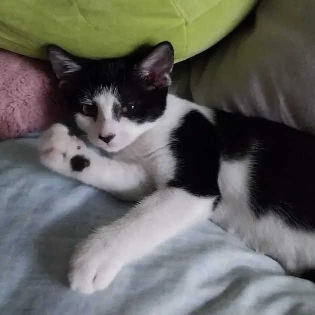 Jellyfish - Domestic Medium Hair