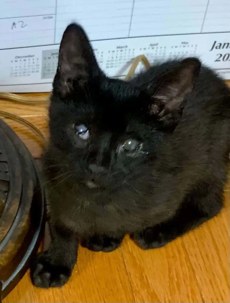 Quill - Domestic Short Hair