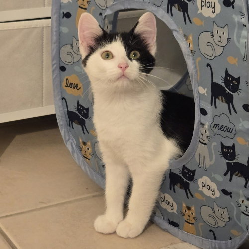 Cookies & Cream ("CC"), a cat for adoption from Forever Fortunate Felines