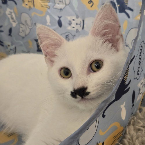 Charlie, a cat for adoption from Forever Fortunate Felines