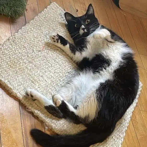 Rose - Domestic Short Hair
