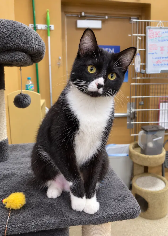 Rose - Domestic Short Hair