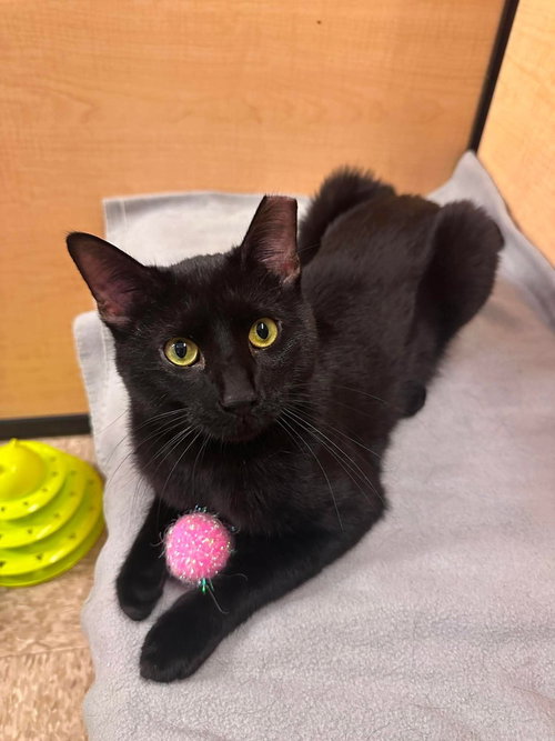 Denny (aka Dennis the Menace), a cat for adoption from Forever Fortunate Felines