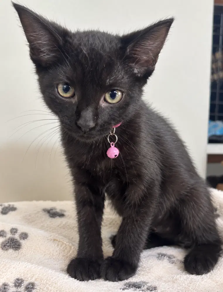 Gouda - Domestic Short Hair