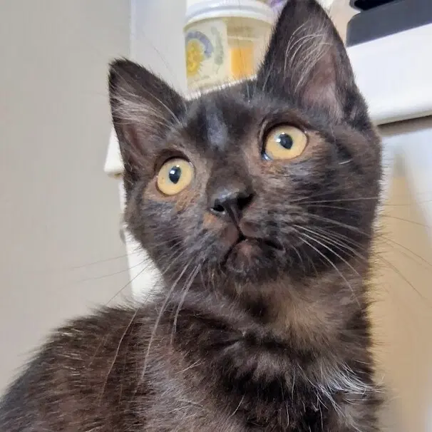 Harriet - Domestic Short Hair