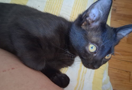 Photo 3 of Harriet