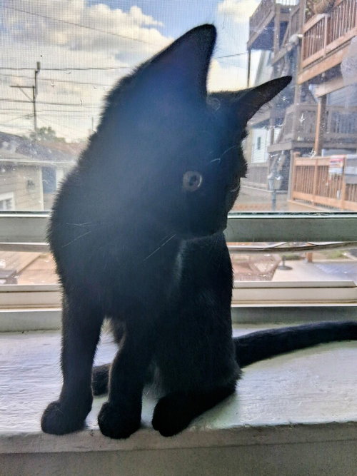Photo 4 of Harriet